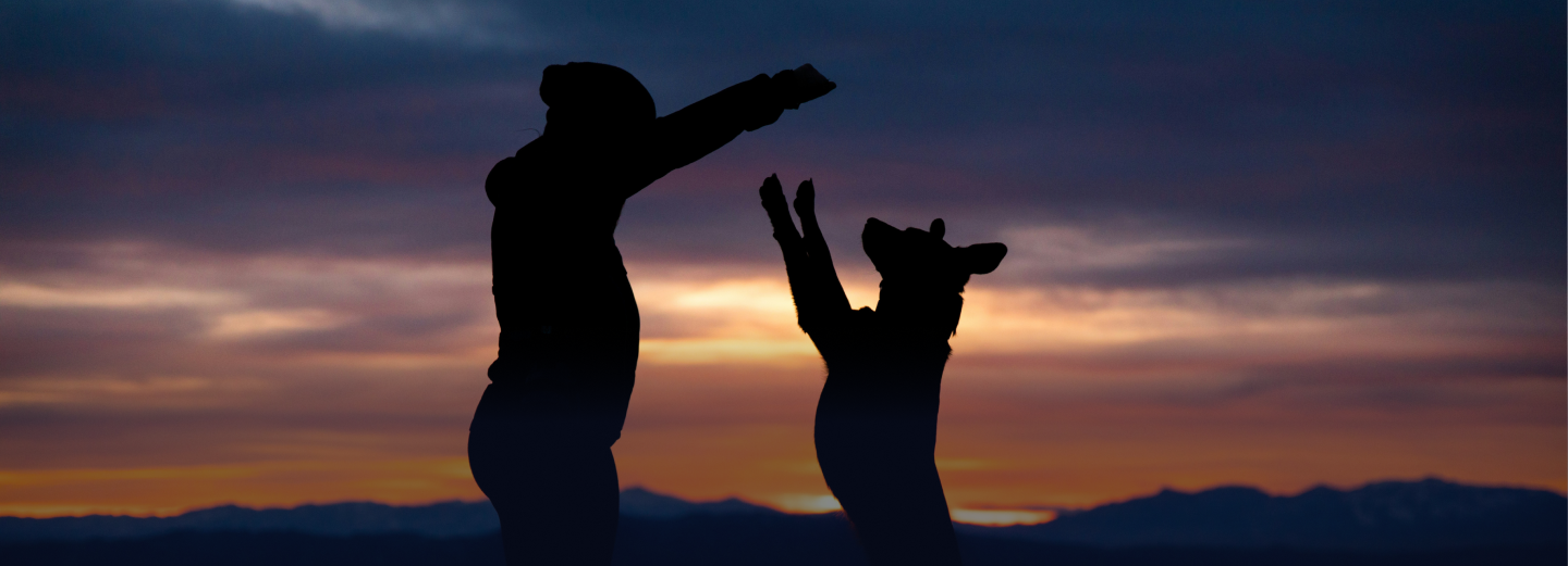 Silhouette of person playing with a dog at sunset