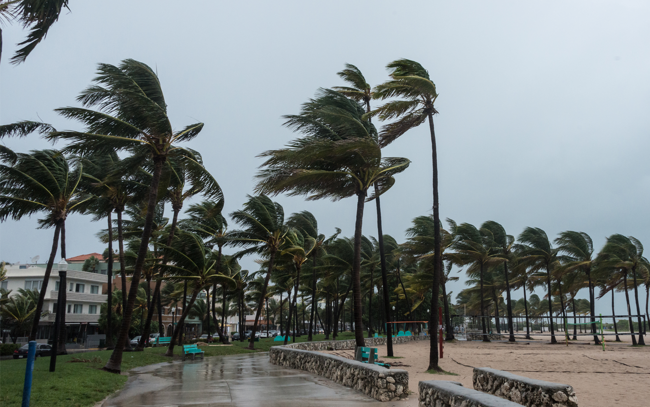 palm trees blowing fiercely